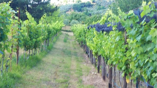 CASA INDIPENDENTE  A  BARBERINO - CHIANTI 5