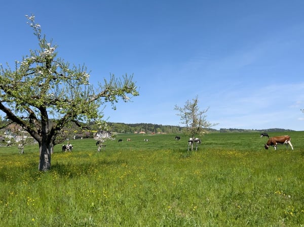Geschichträchtiges Bauernhaus mit vier Wohnungen und schönem Umschwung 9