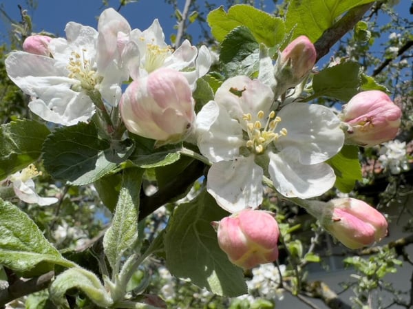 Geschichträchtiges Bauernhaus mit vier Wohnungen und schönem Umschwung 25