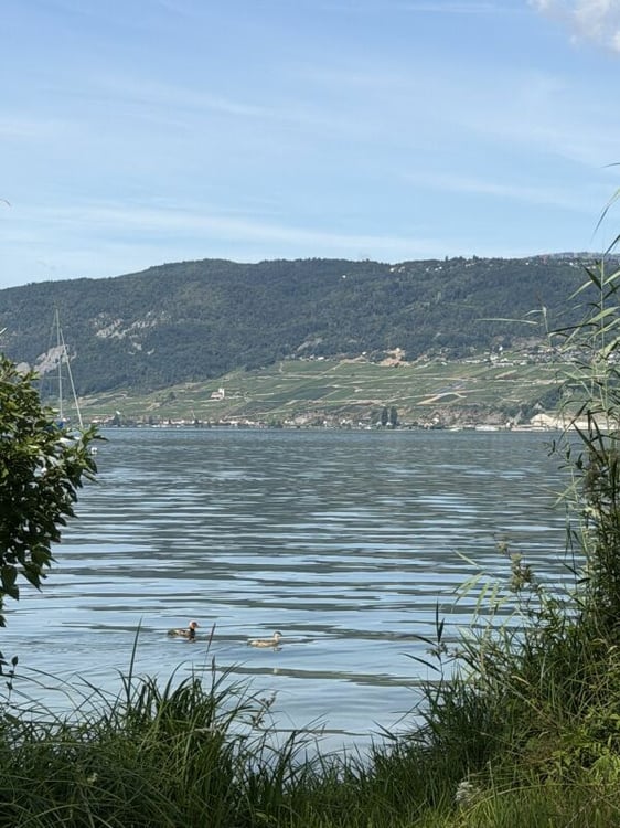 Grosse Baulandparzelle am Bielersee mit Potenzial. Erst- und Zweitwohnsitz möglich! 22