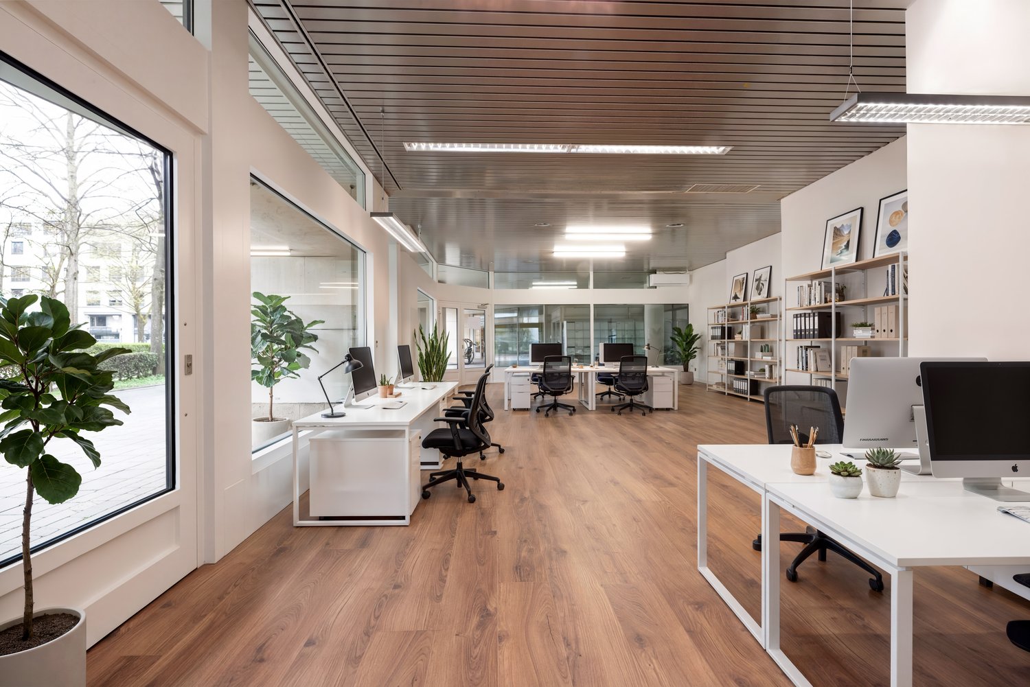 modern office space with white desks, black office chairs, wooden floors, large windows, plants, ceiling lights