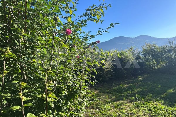 Wohnen mit Weitblick gepflegtes 4.5-Zi.-Einfamilienhaus mit Seesicht und grossem Garten, Lauerz SZ 13