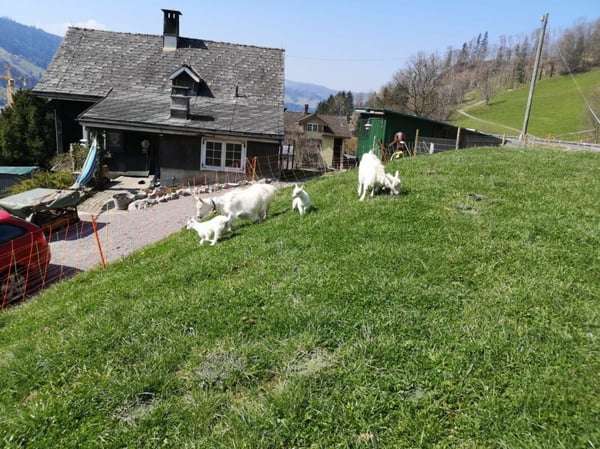 Ebnat-Kappel