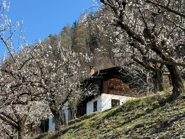 Chalet à renover à vendre à Saxon 1