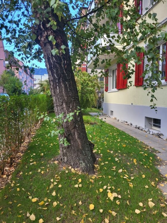 Charmante 3-Zimmer-Wohnung im Erdgeschoss zu vermieten 2