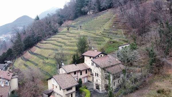 Terreno agricolo con vigneto e bosco 2