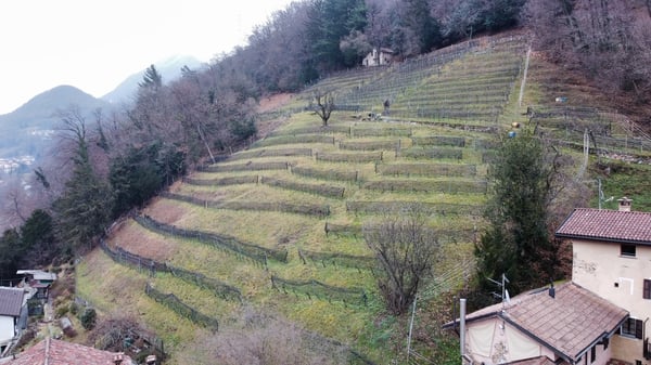 Terreno agricolo con vigneto e bosco 1