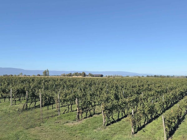 En exclusivité : Villa entre vignes et campagne 3