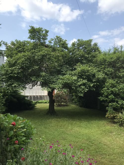 Vendesi casa unifamigliare con terreno a Bellinzona 3