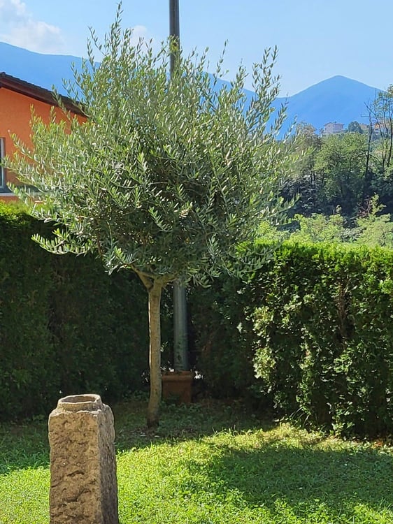 Affitto 1.5 locali (ammobiliato) 4