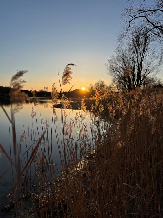 Ruheoase direkt am Rhein 1