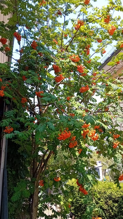 Garten Wohnung im Westquartier Erdgeschoss 4