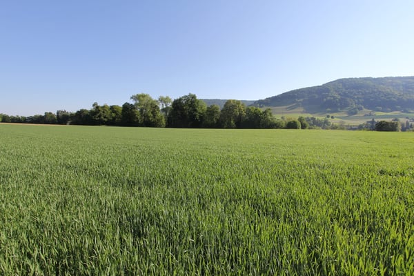 Wohn-Gewerbehaus mit Bauparzelle und Entwicklungspotential 5