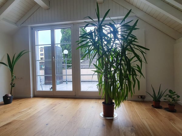 Dachwohnung mit Seeblick - Wohlfühlfeeling garantiert 2