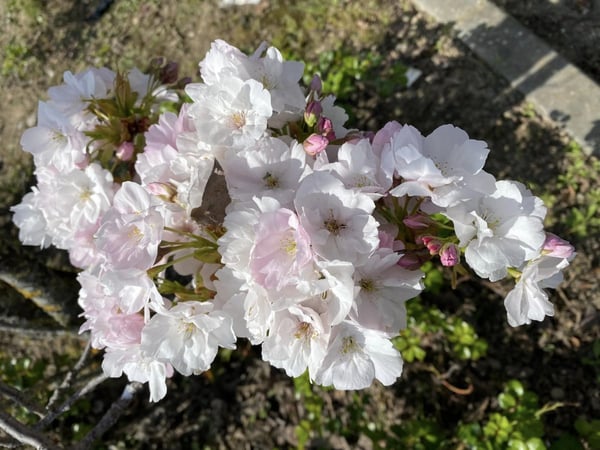 Aperçu de l'image de l'immobilier