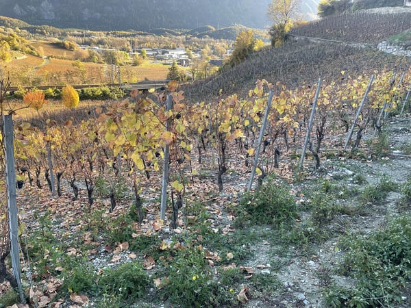 IN MITTEN MALERISCHER WEINBERGE 3