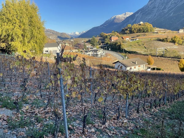 IN MITTEN MALERISCHER WEINBERGE 5