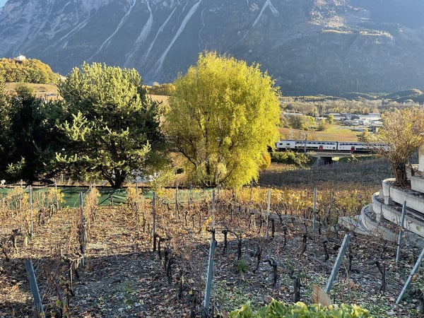 IN MITTEN MALERISCHER WEINBERGE 1