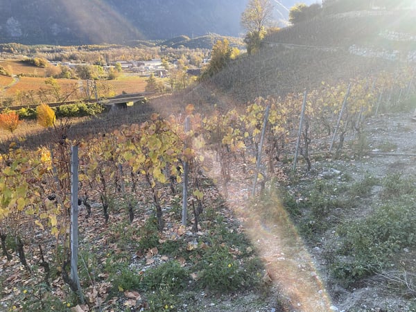 IN MITTEN MALERISCHER WEINBERGE 2