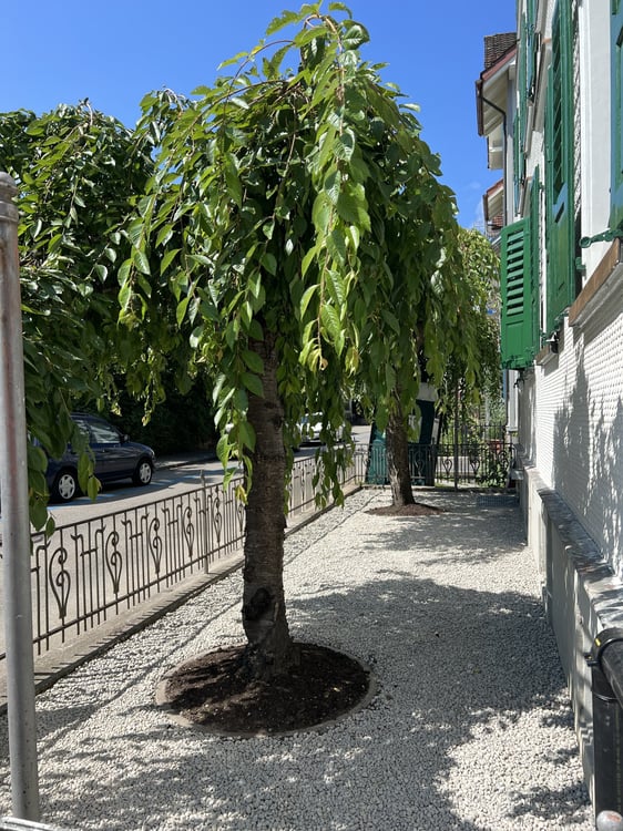 Gemütliche 2.5 Zimmer Gartenwohnung mit Terrasse 7