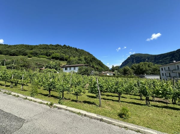 Vendesi interessante terreno edificabile di 1902 mq, in posizione soleggiata e centrale 3