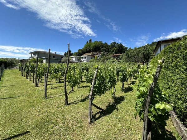 Vendesi interessante terreno edificabile di 1902 mq, in posizione soleggiata e centrale 2