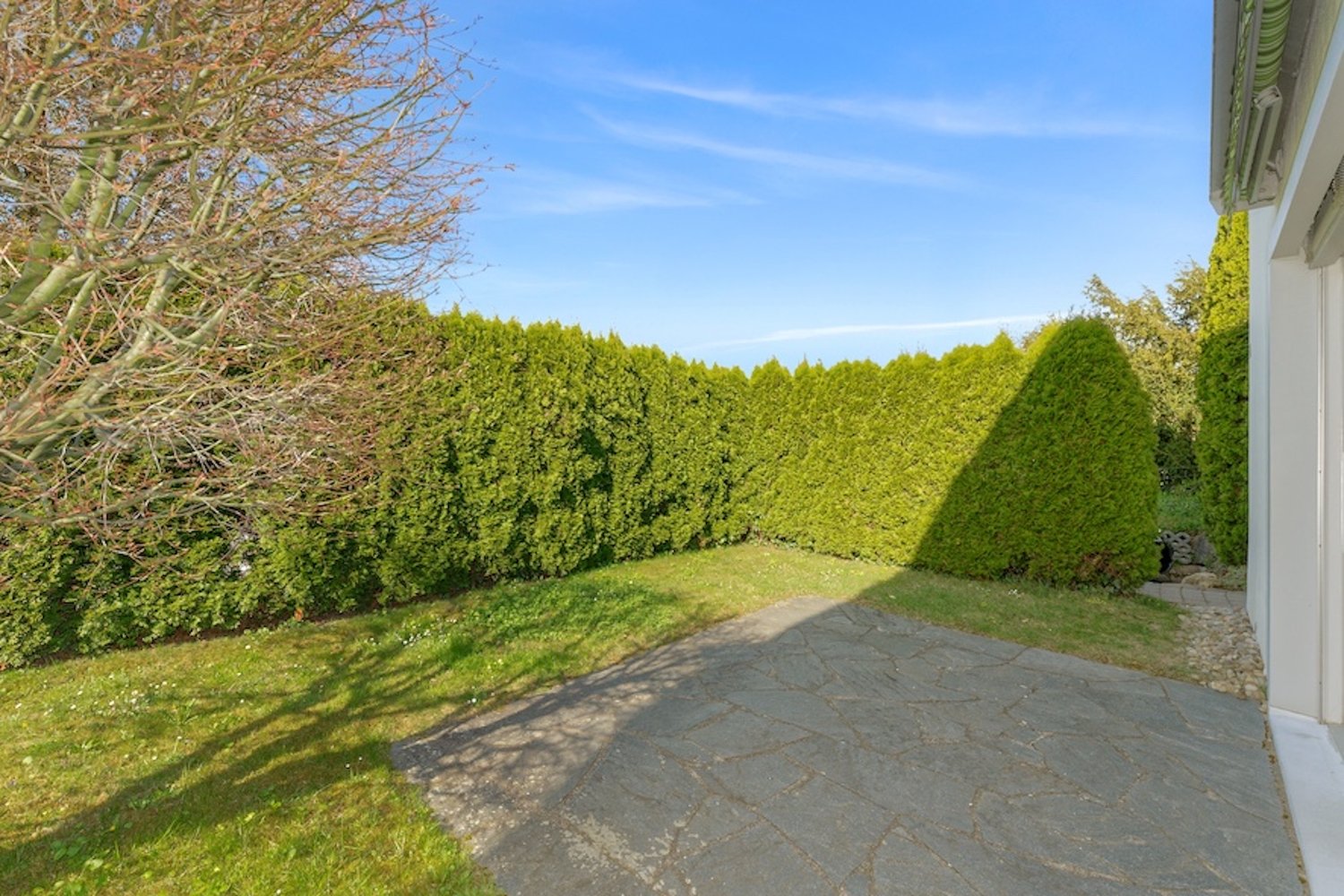 Garden: hedge, tree, grassy area, paved pathway