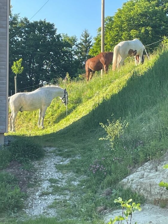 Traumhaftes Wohnen in Wienacht - Ihr neues Einfamilienhaus in Holzbauweise 18