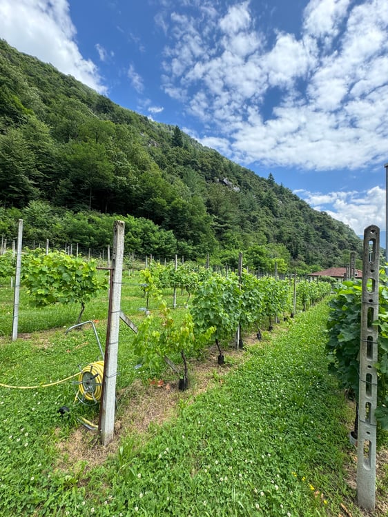 Terreno edificabile pianeggiante in vendita a Cresciano, 6705 Riviera 1